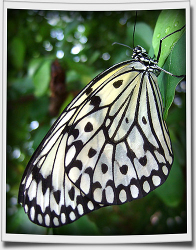 black and white butterfly pictures. Black and white butterfly