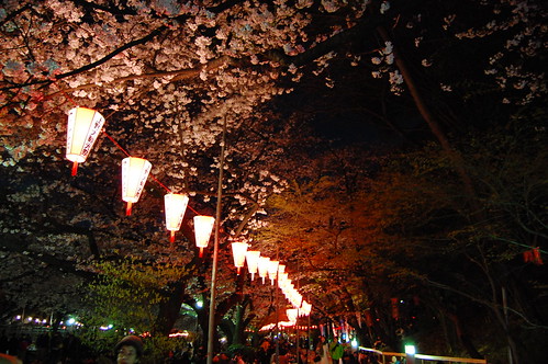 sakura at Ueno
