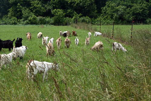 goats grazing orchardgrass