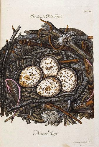 005-Nido del Milano Real-Colección de nidos de aves 1772