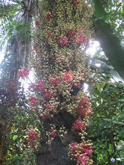 Cannonball Tree, Hawaii Tropical Botanical Garden