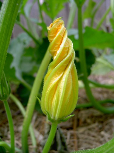Zucchini flower