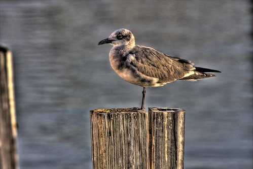 Miami Seagull