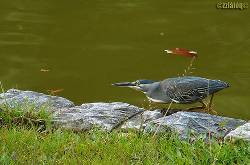 Striated Heron hunting dragonfly
