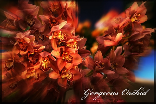 你拍攝的 卡門豔蘭gorgeous orchid。