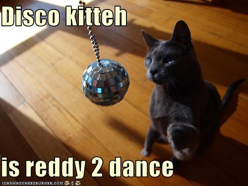 disco kitteh