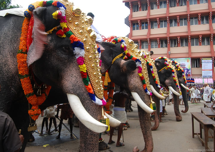 thrissur pooram - Elephant grooming centre at Paramekkavu temple