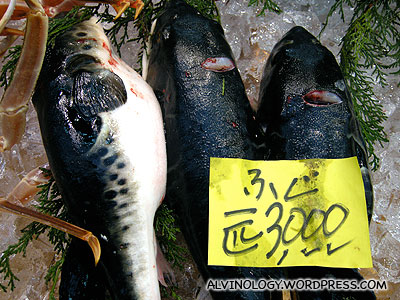 Freshly slaughtered fugu