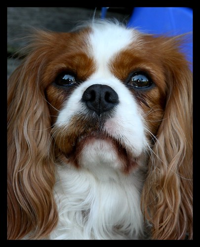 Wonderful King Charles Cavalier Spaniel I met today by you.