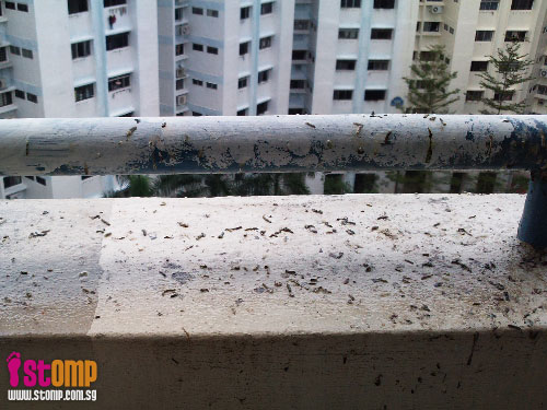 Geylang RC member feeding birds result in unhygienic bird poo all over the place