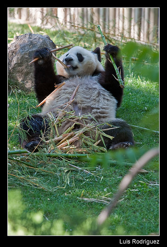 Panda comiendo bambú y bien cómodo