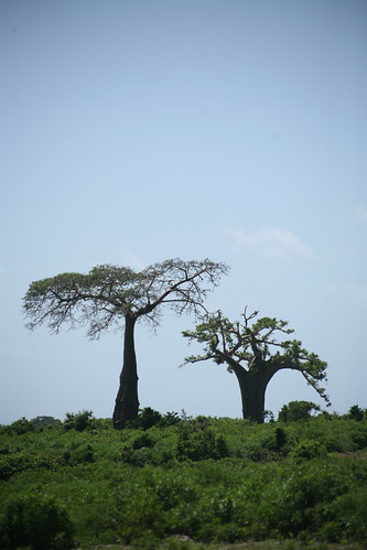 a landscape with baobabs
