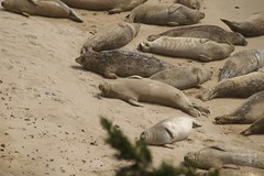 Chill-axin' seals