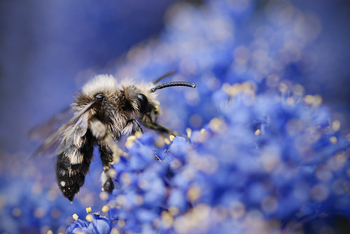 フリー写真素材|動物|昆虫|蜂・ハチ|ミツバチ|