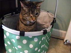 Maggie claims Jeni's new shopping bag