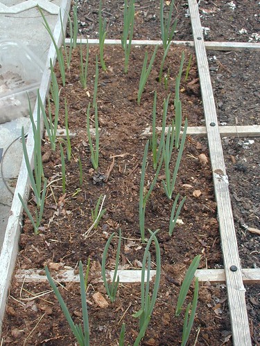 Green Onions in my Square Foot Garden