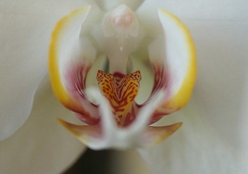 Orchid: Like an Alien World