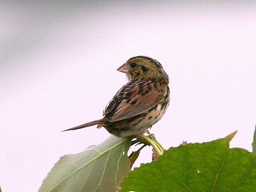Henslows Sparrow 6-20090618