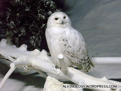 Snow owl! The type that Harry Potter keeps as a pet.