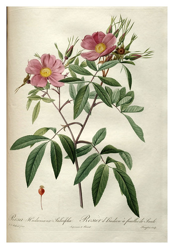 014-Les roses 1817-1824- Pierre-Joseph Redouté