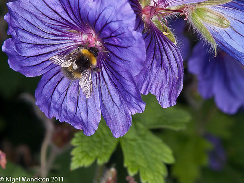 1000/484: 19 June 2011: Busy as a bee by nmonckton