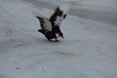 Duck#3 tries the ice