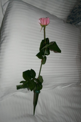 Rose On The Pillow