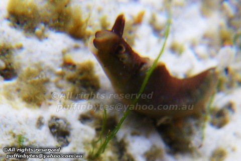 Green Sea Slug - Elysia viridis