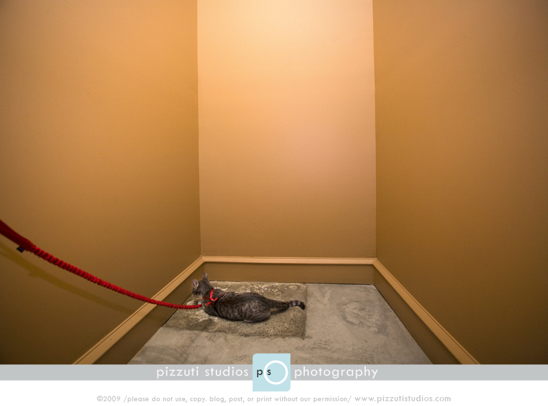 interesting spot to lie down, cats, photography, pizzuti studios