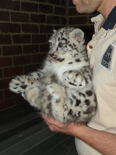 snow leopard cub in snow. two snow leopard cubs–one