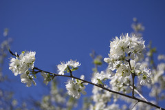 Blossoms_2