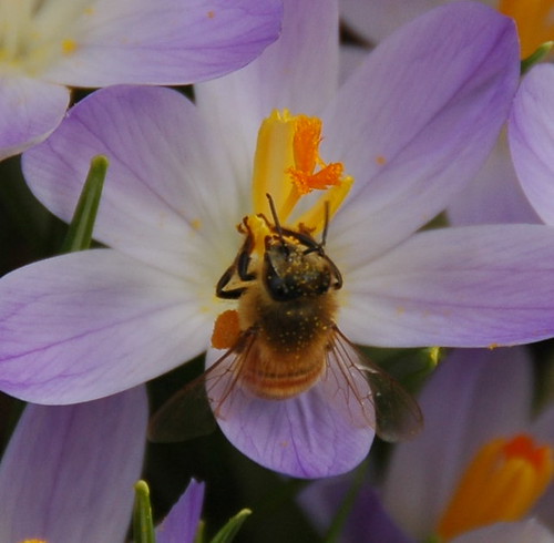Honeybee on Crocus tommasinianus