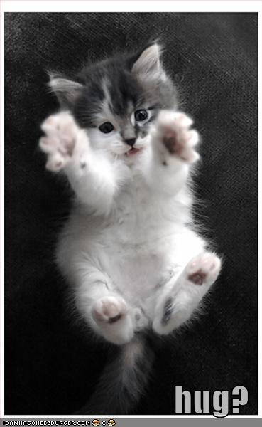 funny-pictures-kitten-hug