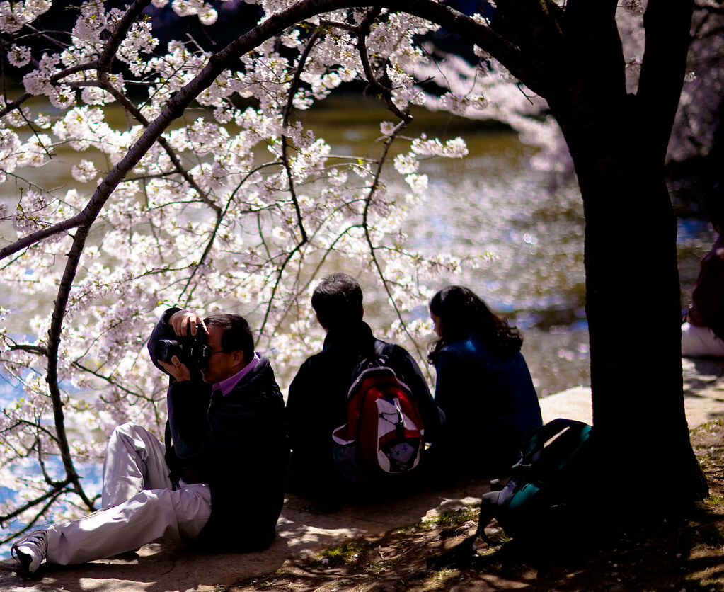 Washington D.C. Cherry Blossoms (4 of 7)