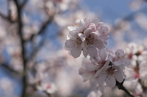 Spring cherry (by Hamsteren)