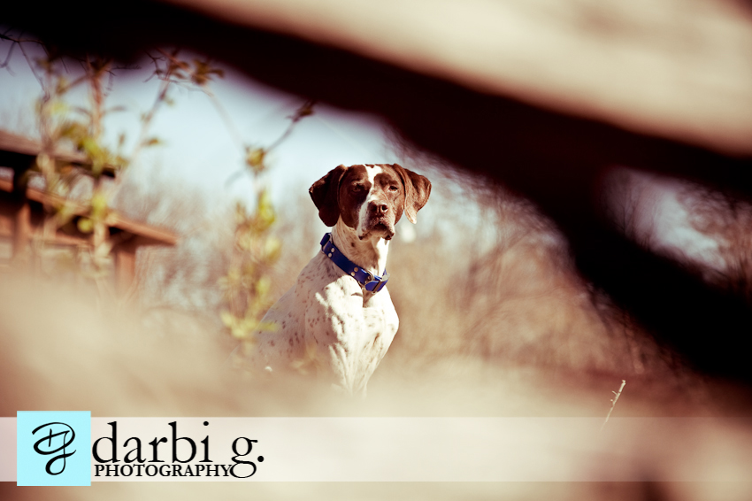 Darbi G photography-dog puppy photographer-_MG_1081