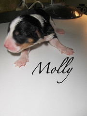 Molly