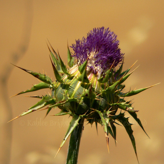 Thistle While You Work