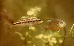 Freshwater Sunfish, South Carolina (1975)