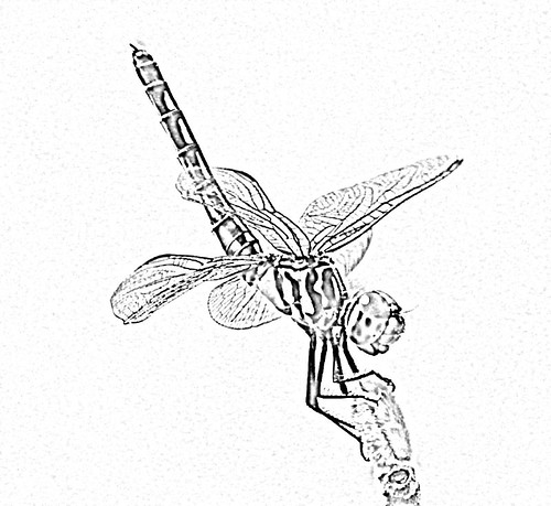 dragonflycoloringpage