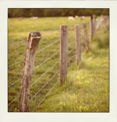 [127/365] happy fence friday