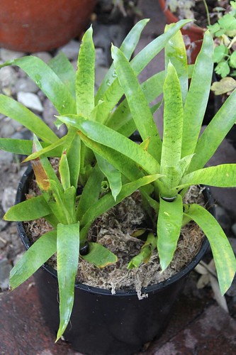 Green Vriesea Bromeliad