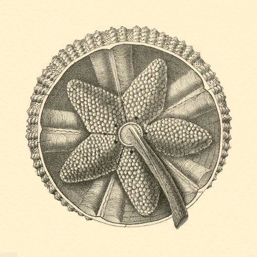 detail - echinoderm illustration
