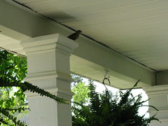 Bird on the front porch