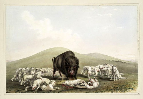 008-Los lobos blancos atacando a un bufalo-George Catlin 1845