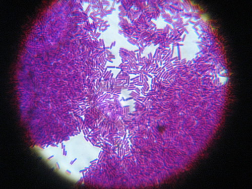 Lactobacillus (x1000)