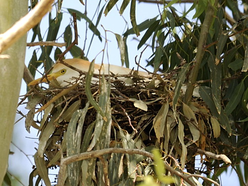 Cattle Egret on Nest