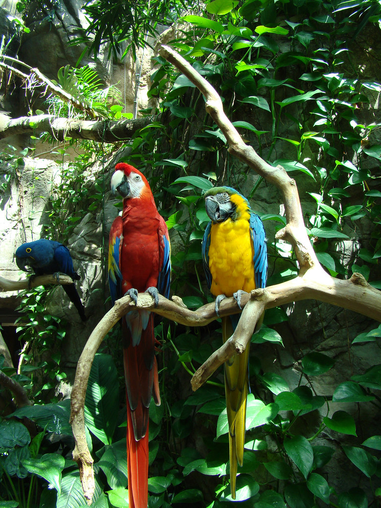 DSC06304 parrots