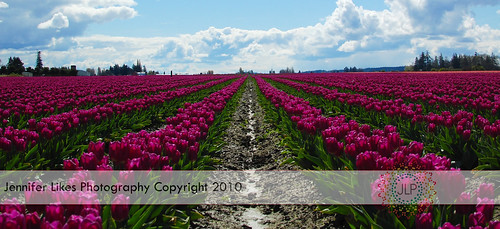 Purple tulip fields