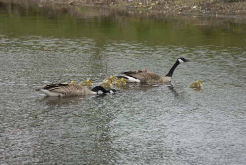 big geese family